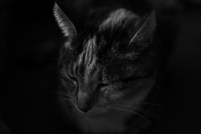 灰色和白色的猫在黑暗中
